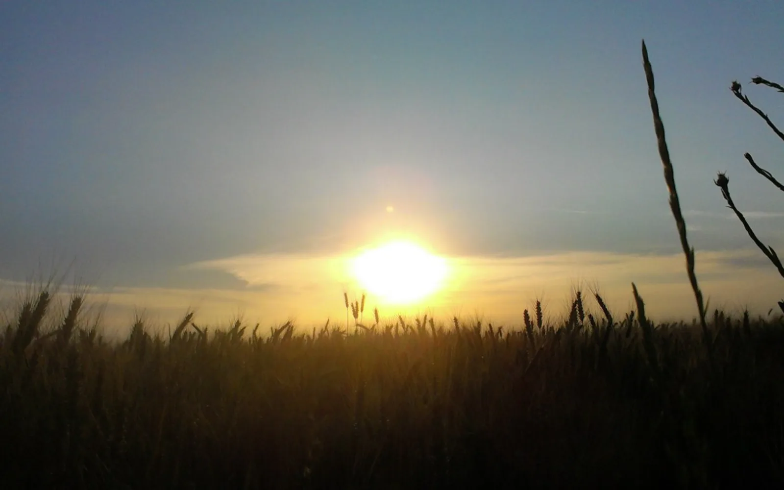 A golden wheat field stretching to the horizon at sunset, with dramatic sky above