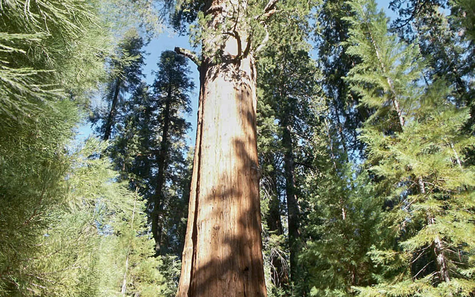 The General Sherman Tree, the largest tree on Earth by volume, towering among other giant sequoias in the forest